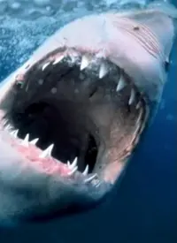 《纪录片：海洋捕食者》：揭秘深海猎杀，感受大自然的残酷与美丽